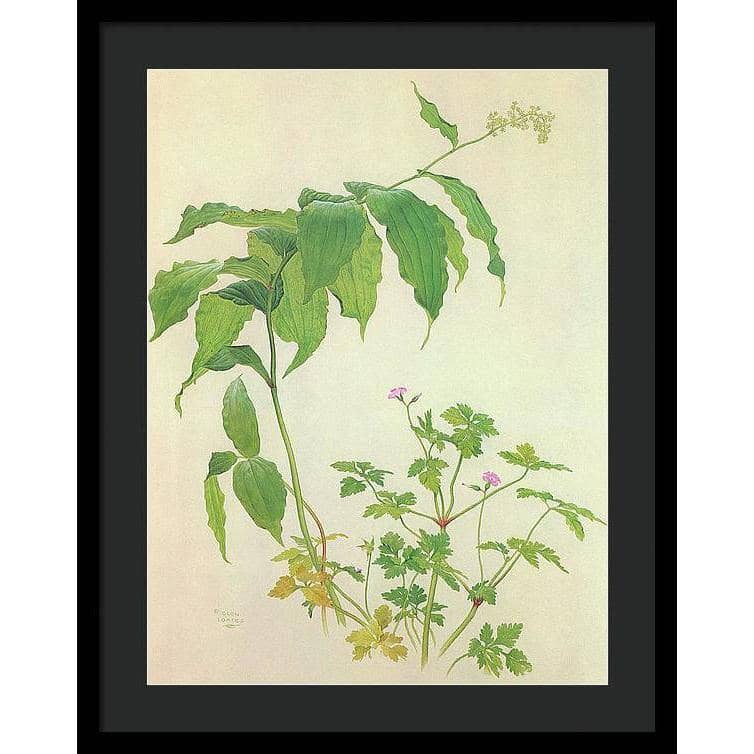 False Solomon&#39;s Seal and Herb-Robert Study - Framed Print | Artwork by Glen Loates