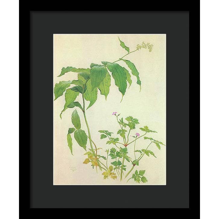 False Solomon&#39;s Seal and Herb-Robert Study - Framed Print | Artwork by Glen Loates