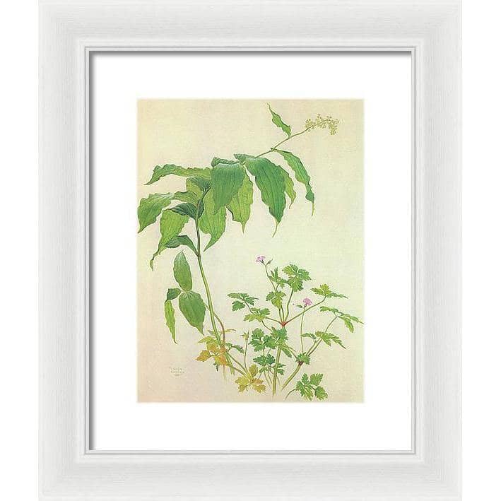 False Solomon&#39;s Seal and Herb-Robert Study - Framed Print | Artwork by Glen Loates