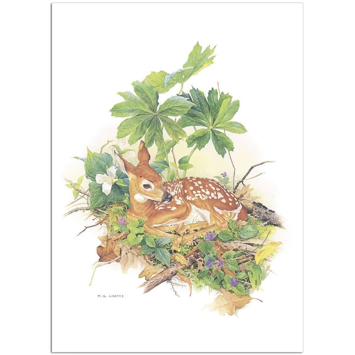 Fawn - Art Print | Artwork by Glen Loates