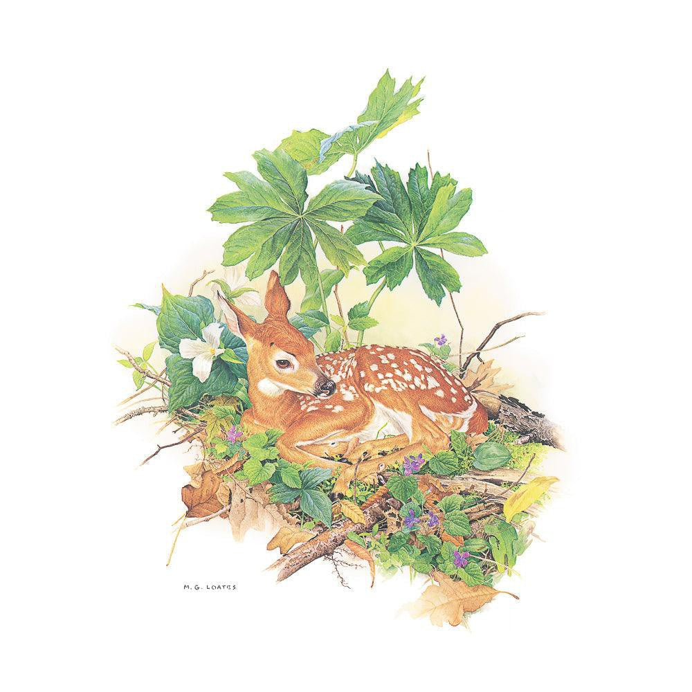 Fawn - Art Print | Artwork by Glen Loates