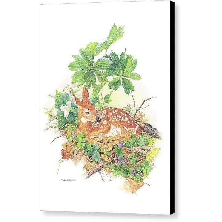 Fawn - Canvas Print | Artwork by Glen Loates