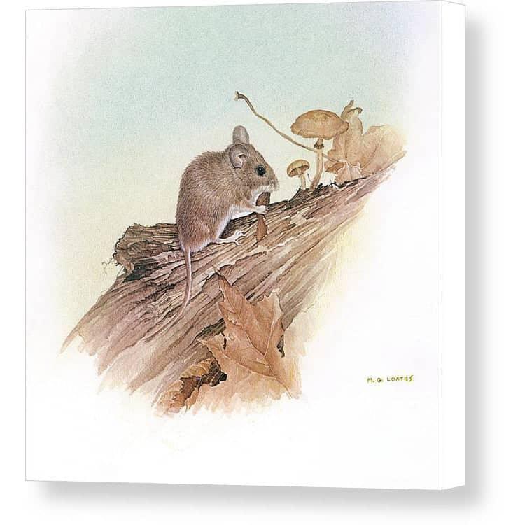 Field Mouse - Canvas Print | Artwork by Glen Loates