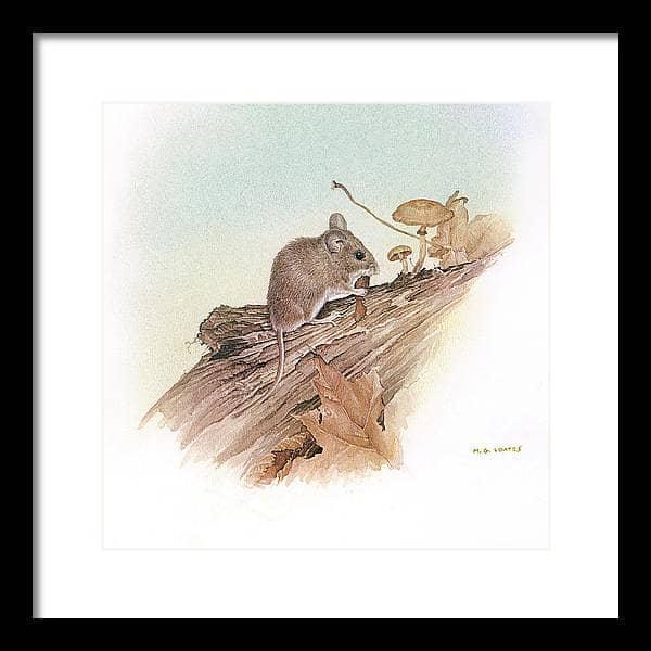 Field Mouse - Framed Print | Artwork by Glen Loates