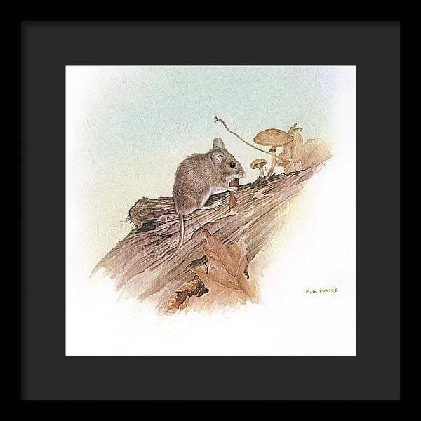 Field Mouse - Framed Print | Artwork by Glen Loates