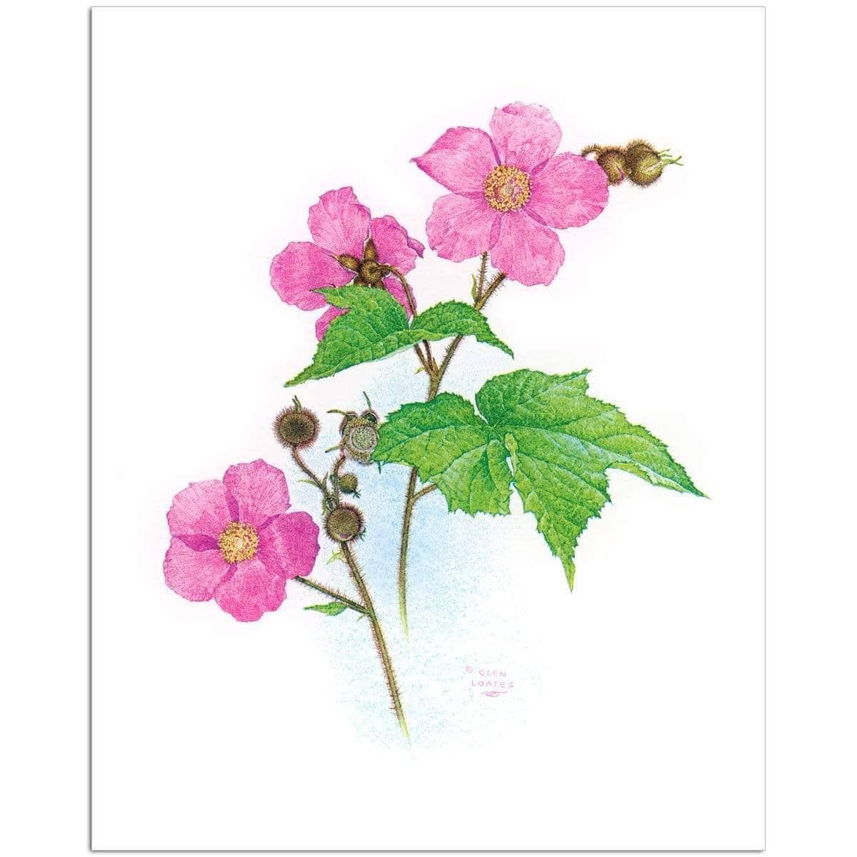 Flowering Raspberry - Art Print | Artwork by Glen Loates