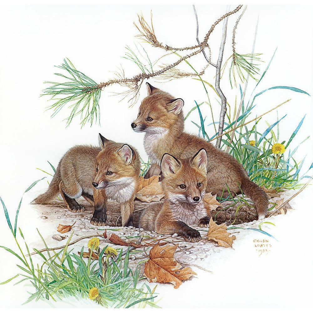Fox Kits - Canvas Print | Artwork by Glen Loates