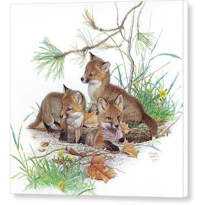 Fox Kits - Canvas Print | Artwork by Glen Loates