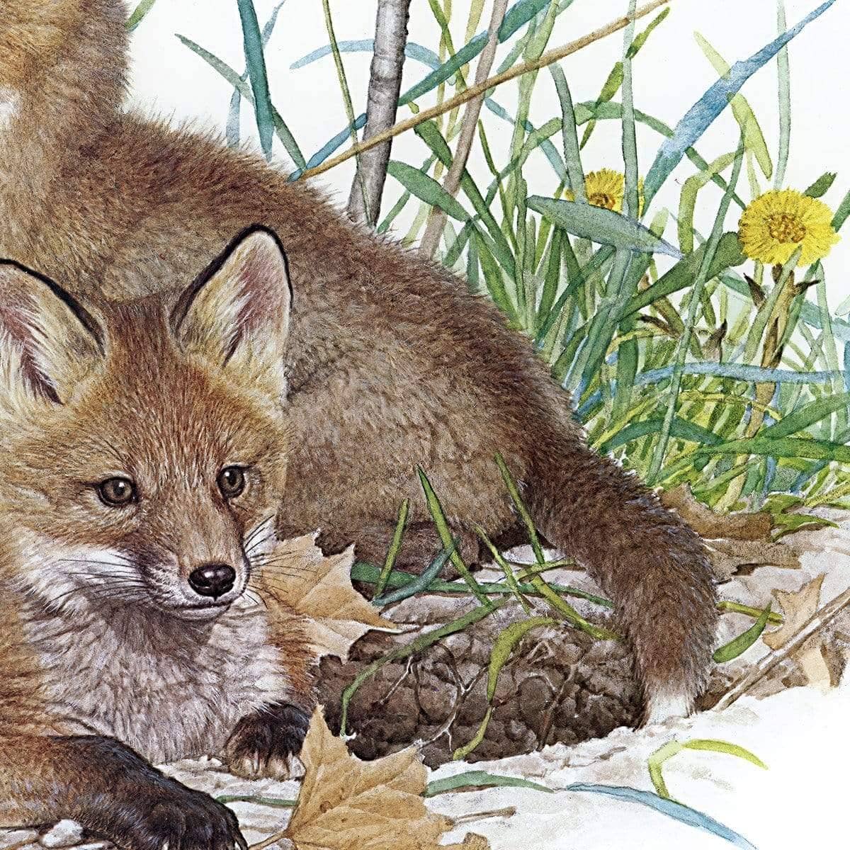 Fox Kits - Framed Print | Artwork by Glen Loates