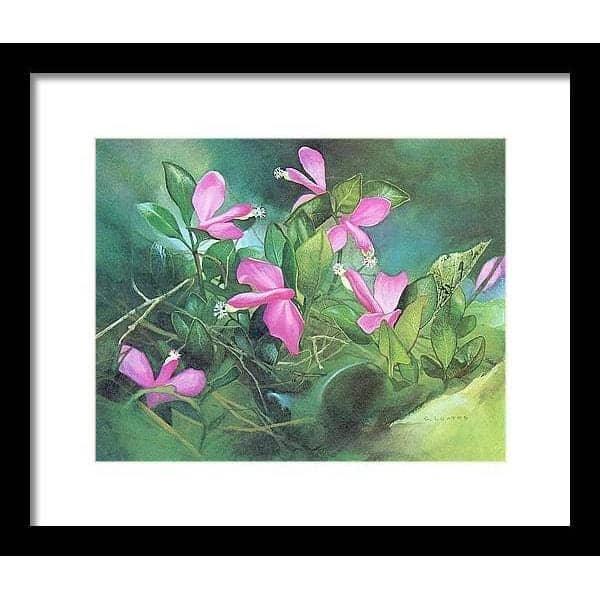 Fringed Polygala - Framed Print | Artwork by Glen Loates