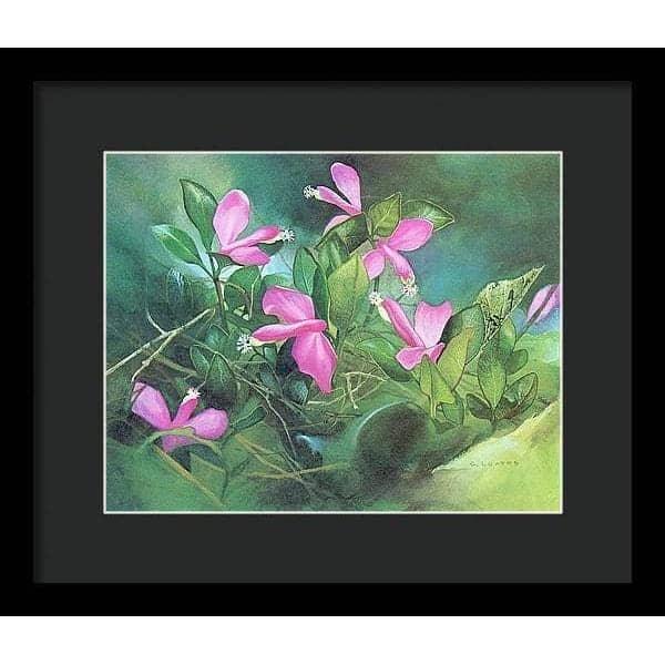 Fringed Polygala - Framed Print | Artwork by Glen Loates