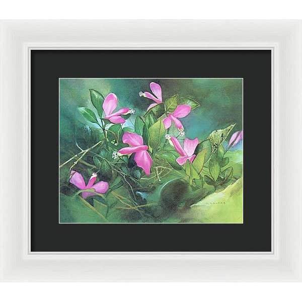 Fringed Polygala - Framed Print | Artwork by Glen Loates