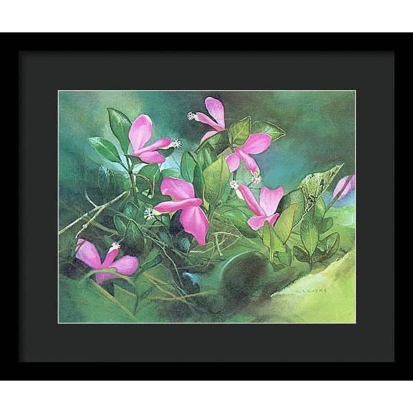 Fringed Polygala - Framed Print | Artwork by Glen Loates
