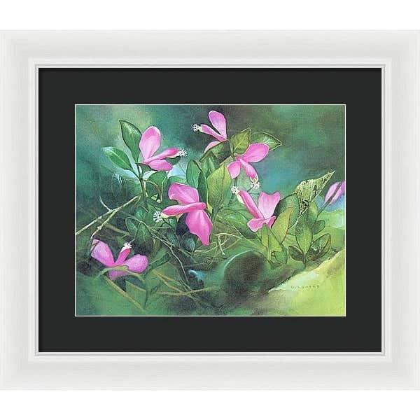 Fringed Polygala - Framed Print | Artwork by Glen Loates
