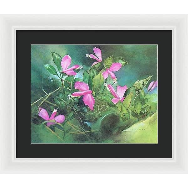 Fringed Polygala - Framed Print | Artwork by Glen Loates