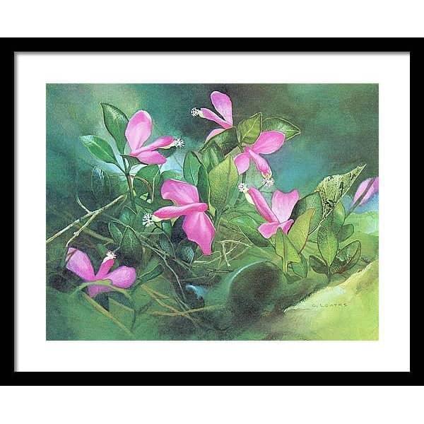 Fringed Polygala - Framed Print | Artwork by Glen Loates