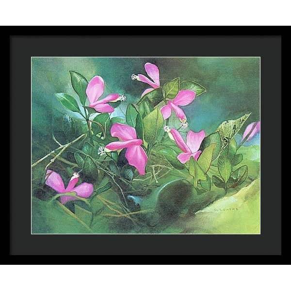 Fringed Polygala - Framed Print | Artwork by Glen Loates