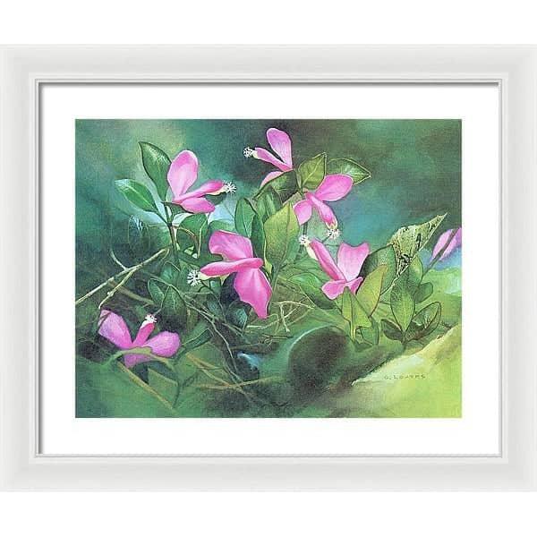 Fringed Polygala - Framed Print | Artwork by Glen Loates