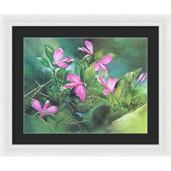 Fringed Polygala - Framed Print | Artwork by Glen Loates