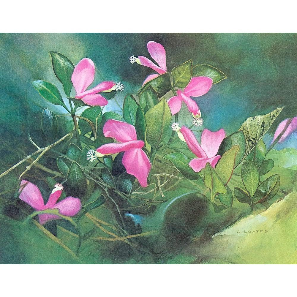 Fringed Polygala - Framed Print | Artwork by Glen Loates