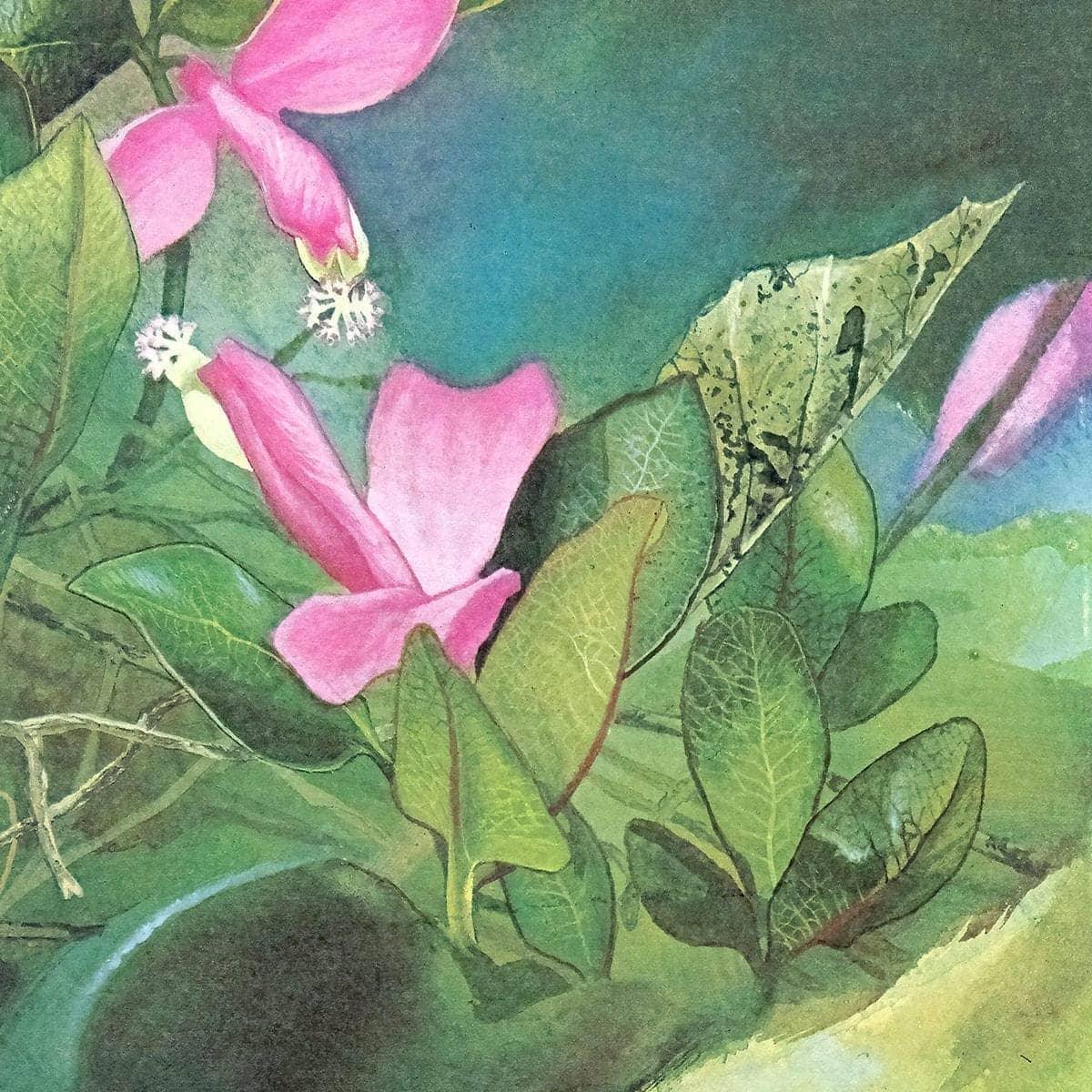 Fringed Polygala - Framed Print | Artwork by Glen Loates