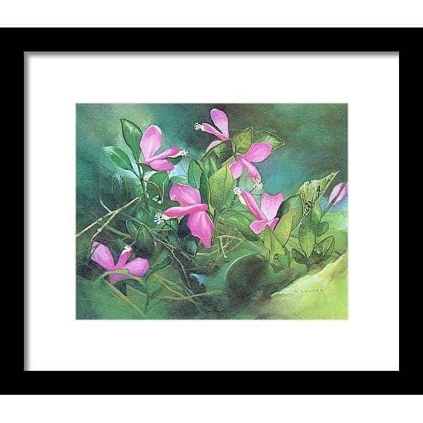Fringed Polygala - Framed Print | Artwork by Glen Loates