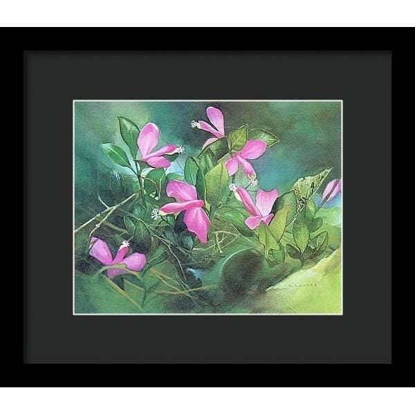 Fringed Polygala - Framed Print | Artwork by Glen Loates