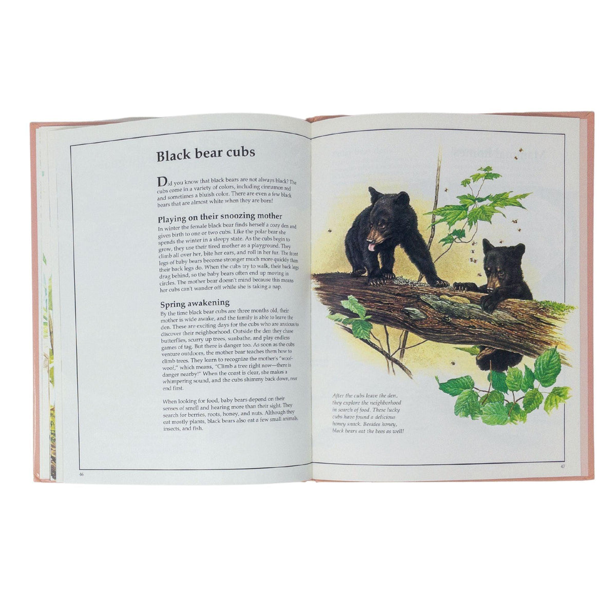 Glen Loates Animal Babies | Artwork by Glen Loates