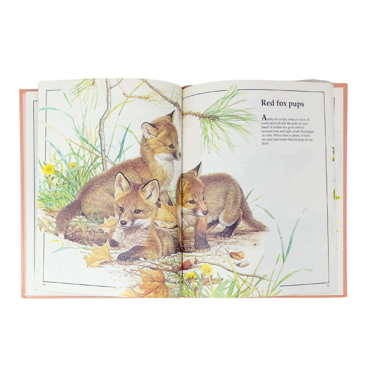 Glen Loates Animal Babies | Artwork by Glen Loates