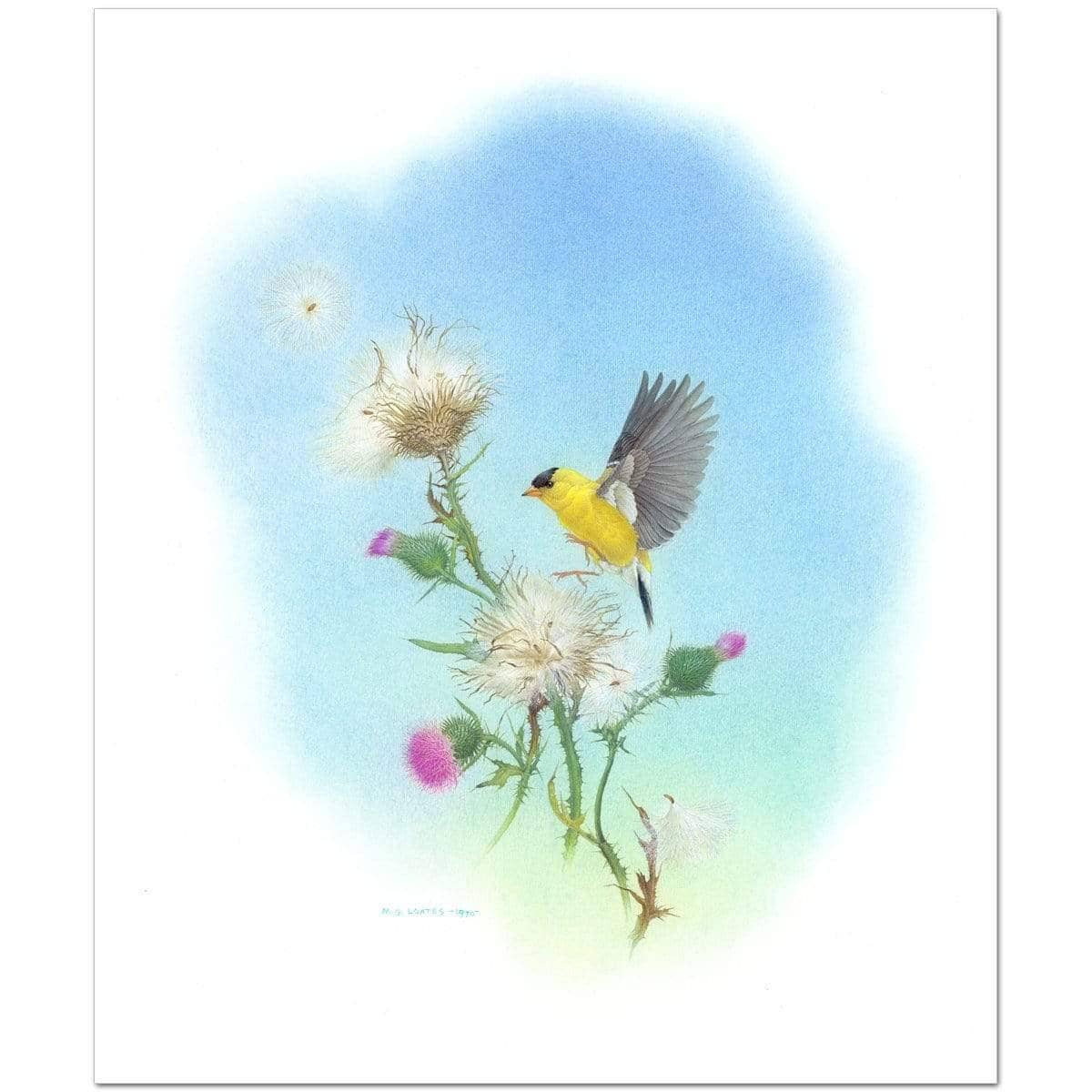 Goldfinch - Art Print | Artwork by Glen Loates