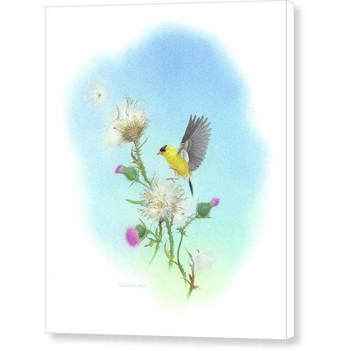 Goldfinch - Canvas Print | Artwork by Glen Loates