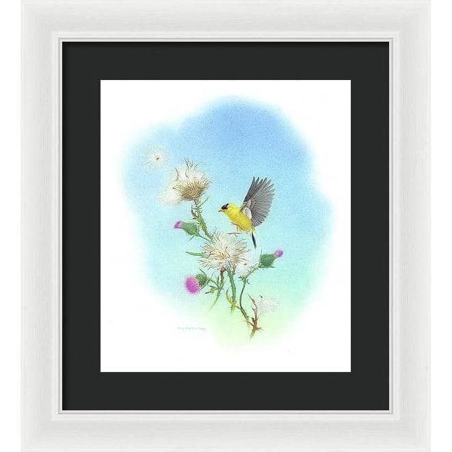 Goldfinch - Framed Print | Artwork by Glen Loates