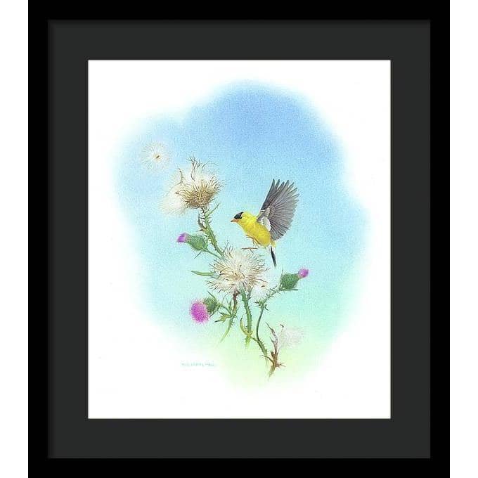 Goldfinch - Framed Print | Artwork by Glen Loates