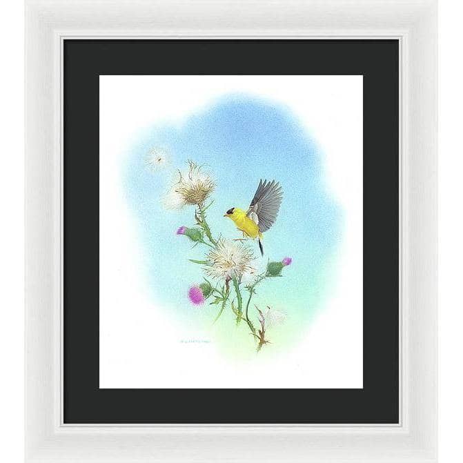 Goldfinch - Framed Print | Artwork by Glen Loates