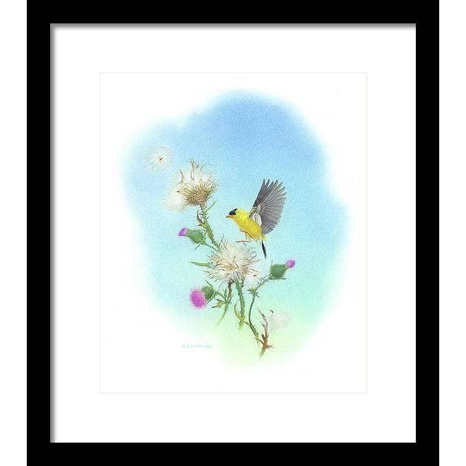 Goldfinch - Framed Print | Artwork by Glen Loates