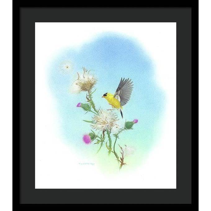 Goldfinch - Framed Print | Artwork by Glen Loates