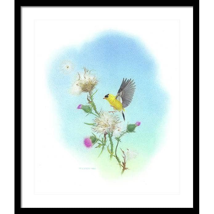 Goldfinch - Framed Print | Artwork by Glen Loates