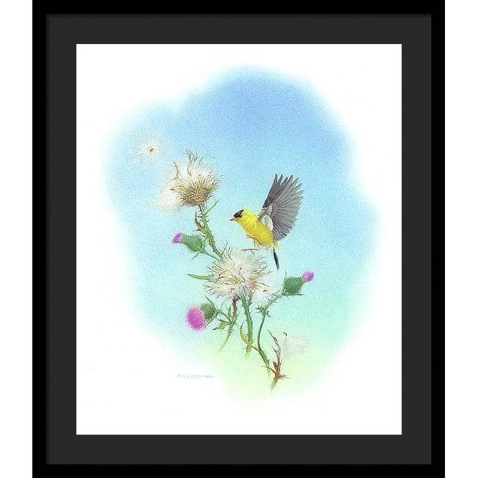 Goldfinch - Framed Print | Artwork by Glen Loates