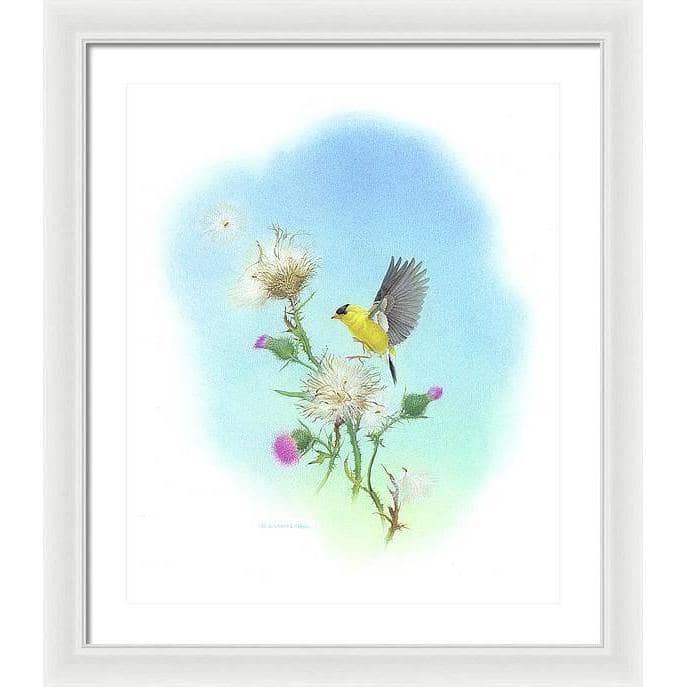 Goldfinch - Framed Print | Artwork by Glen Loates