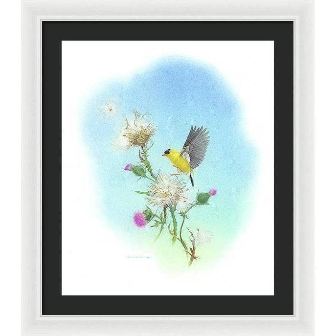 Goldfinch - Framed Print | Artwork by Glen Loates