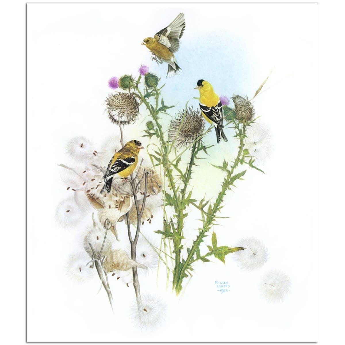 Goldfinches on Thistle - Art Print | Artwork by Glen Loates