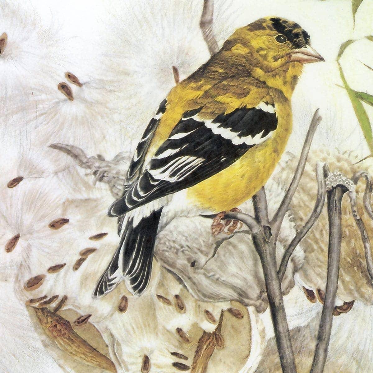 Goldfinches on Thistle - Art Print | Artwork by Glen Loates