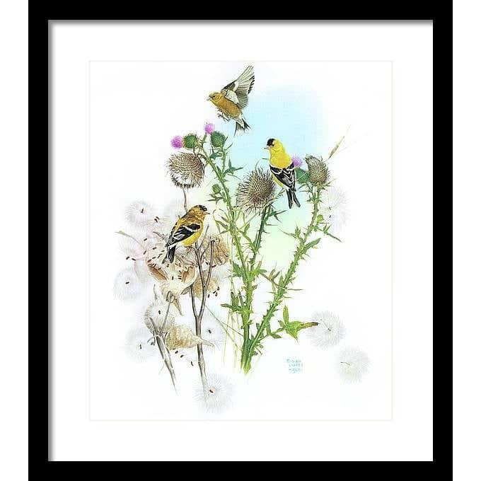 Goldfinches on Thistle - Framed Print | Artwork by Glen Loates