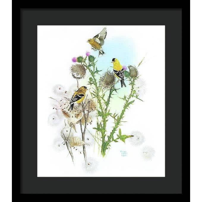 Goldfinches on Thistle - Framed Print | Artwork by Glen Loates