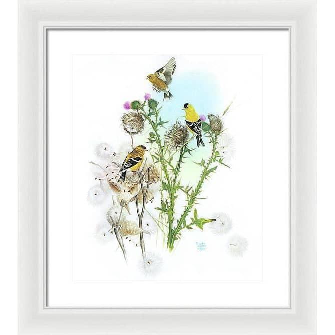 Goldfinches on Thistle - Framed Print | Artwork by Glen Loates