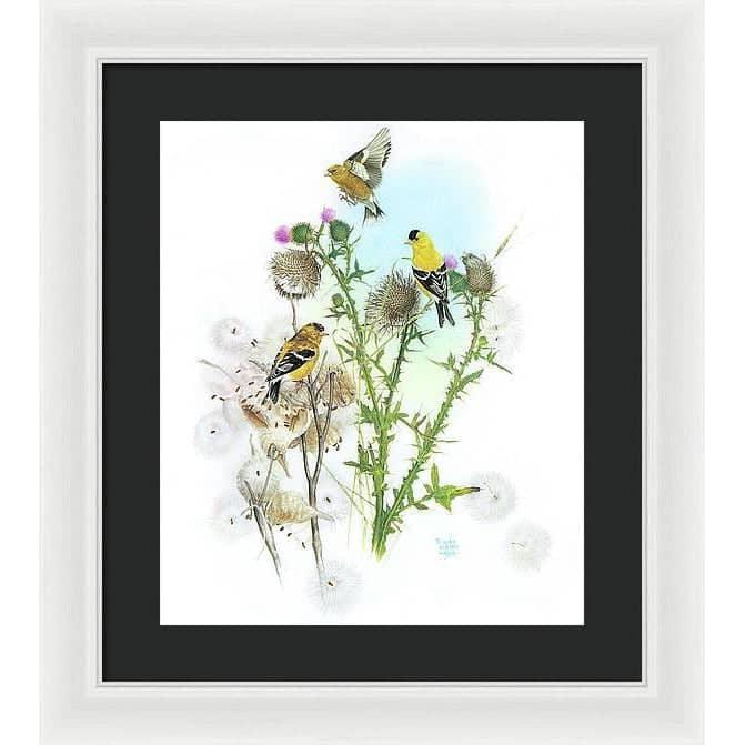 Goldfinches on Thistle - Framed Print | Artwork by Glen Loates