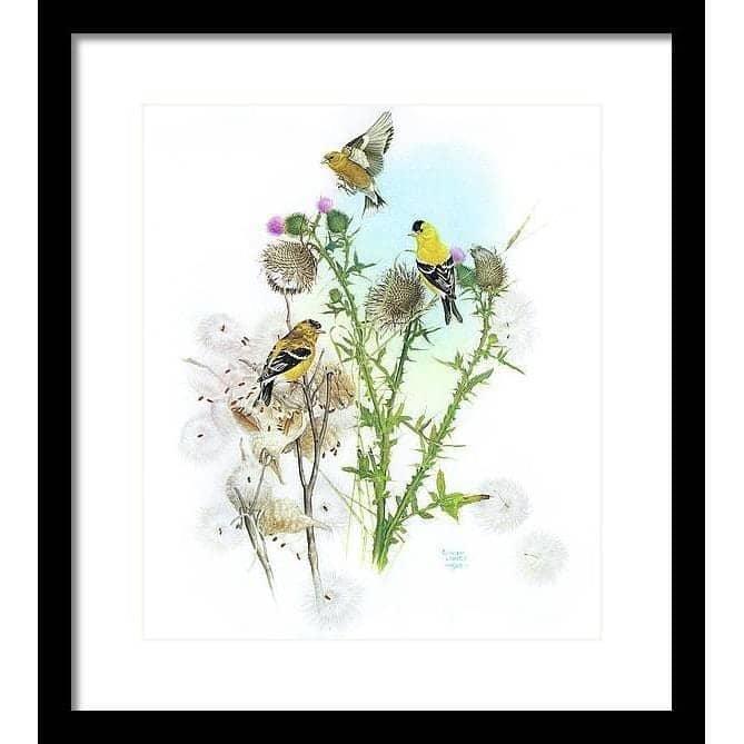 Goldfinches on Thistle - Framed Print | Artwork by Glen Loates
