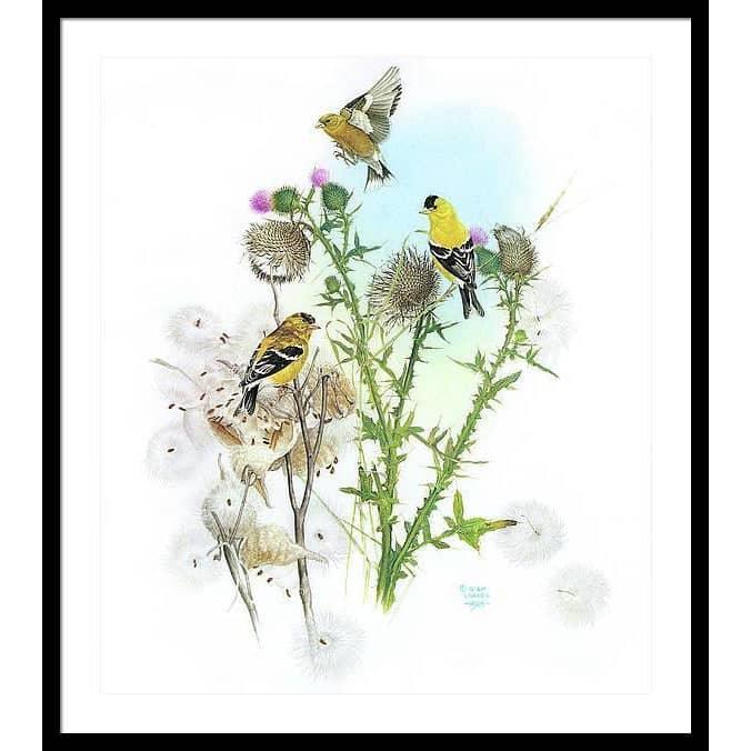 Goldfinches on Thistle - Framed Print | Artwork by Glen Loates