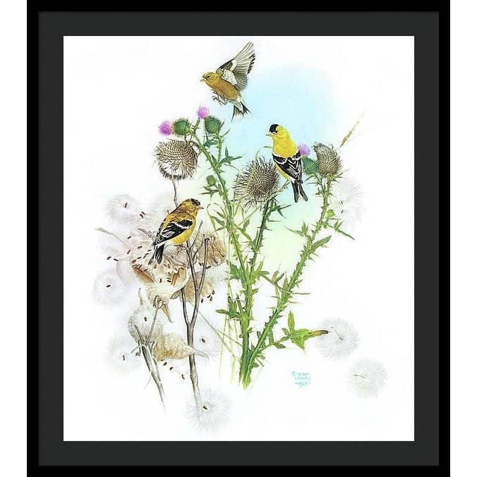 Goldfinches on Thistle - Framed Print | Artwork by Glen Loates