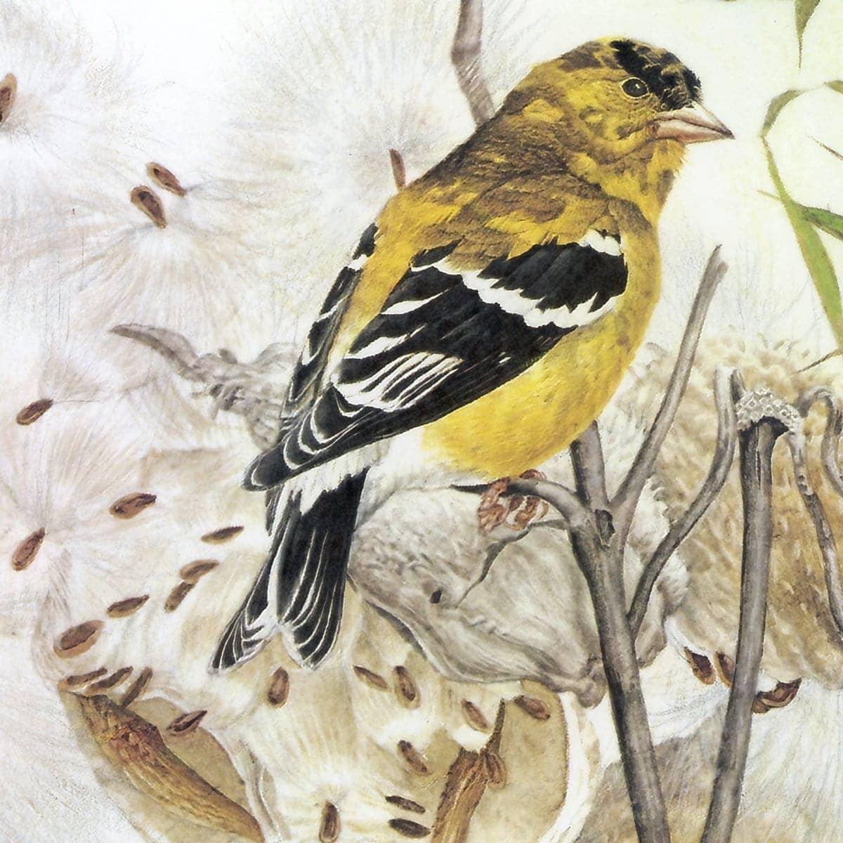 Goldfinches on Thistle - Framed Print | Artwork by Glen Loates